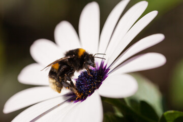 Bumblebee pollinating flowers. 