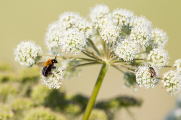 Bumblebee pollinating flowers. 
