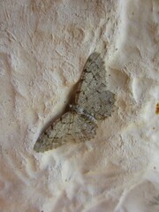A small inconspicuous moth, the smoky dusky moth (Boarmia propuscularia Hb.) with a light and dark gray pattern. Sitting on the wall, almost merging with the background (mimicry).