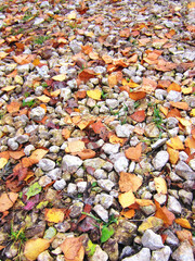 A mixture of calcareous rubble and colorful pebbles, strewn with bright autumn leaves.