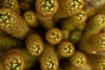 Close-up on top of Mammillaria elongata clump