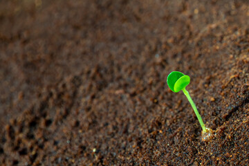 Young seedlings grow on moist soil