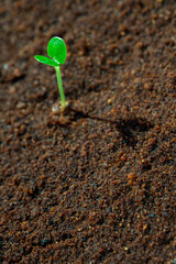 Young seedlings growth on moist soil