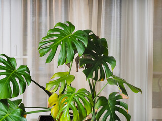 Monstera plant in a pot in the interior