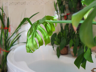 Monstera plant in a pot in the interior