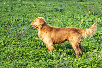 Scottish Golden Retriever dog standing on green grass in nature