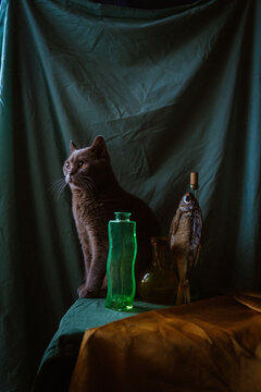 still life cat with vases and fish