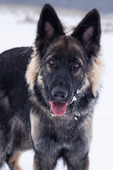 Wilk na plaży © Aruru