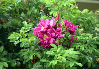 Apple rose, Rosa rugosa