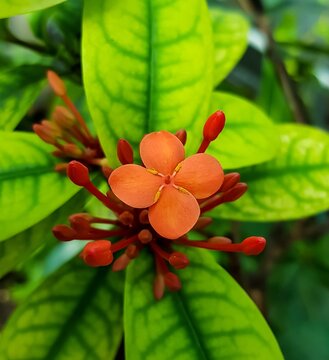 red and yellow flower