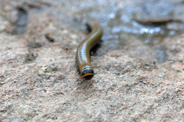 Millipedes in the wild, North China