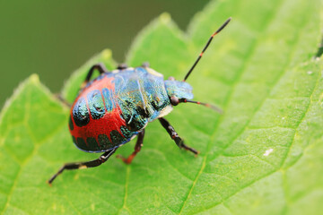 Hemiptera bugs in the wild, North China