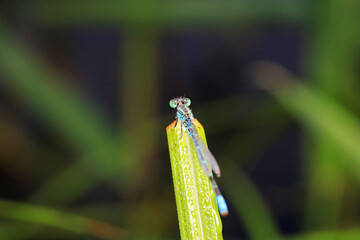 damselfly, a dragonfly insect, North China