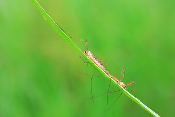 mosquito insect in the wild, North China