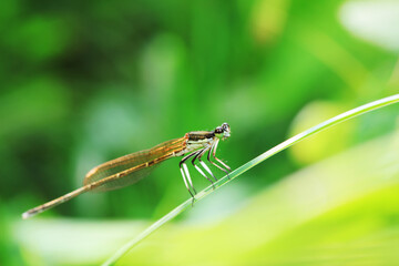 damselfly, a dragonfly insect, North China