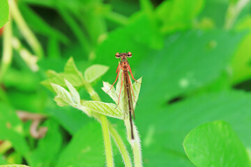 damselfly, a dragonfly insect, North China