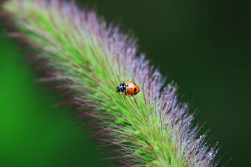 Ladybugs on wild plants, North China