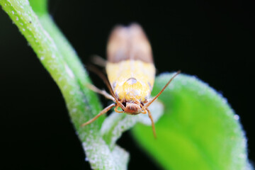 Lepidoptera insects in the wild, North China