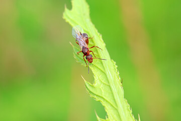 Ants in the wild, North China