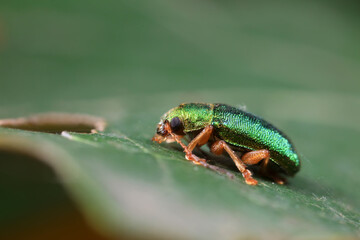 Leaf beetle on wild plants, North China