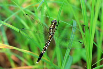 Dragonflies on wild plants, North China