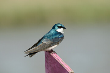 A Tree Swallow sitting on a fence.