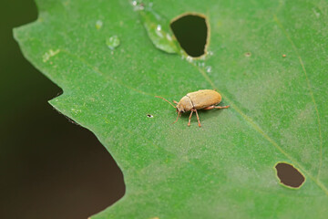 Leaf beetle on wild plants, North China