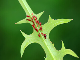 Obraz premium Aphids in the wild, North China