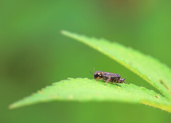 Fototapeta premium pygmy sand cricket in the wild, North China