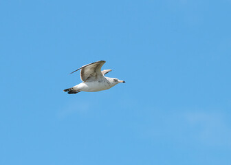 A Ring Billed Gull in flight.