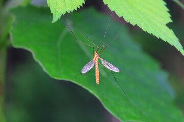 mosquito insect in the wild, North China