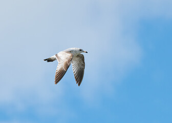 A Ring Billed Gull in flight with clouds.