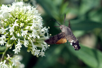 Macroglossum, stellatarum