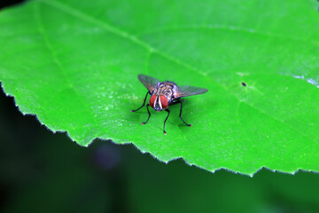 Flies on wild plants, North China