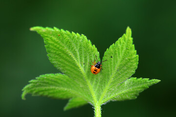 Hemiptera bugs in the wild, North China