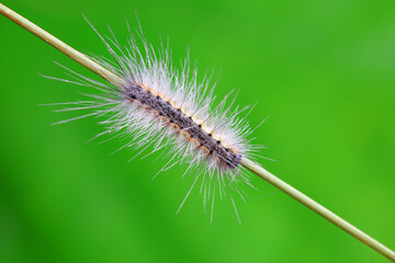 Lepidoptera larvae in the wild, North China