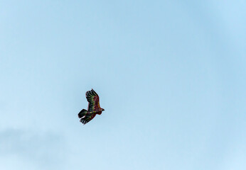 Colourful kite flying on a blue sky.