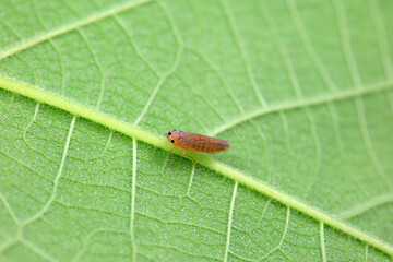 Flies on wild plants, North China