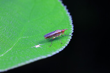 Flies on wild plants, North China