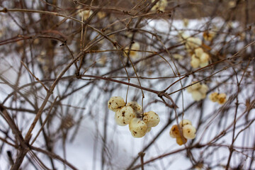 snowberry, waxberry, or ghostberry in winter. High quality photo