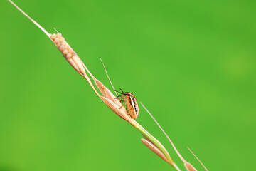 Hemiptera bugs in the wild, North China