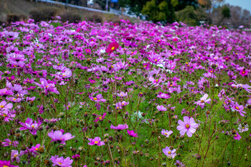 field of flowers