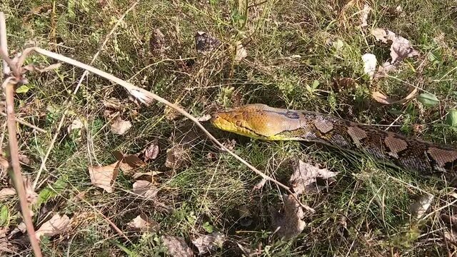 The body of a large spotted snake, a python, glides quickly through the grass