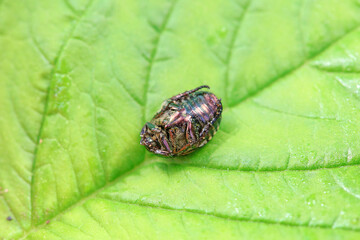 Coleoptera Chrysomelidae insects, North China