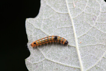 Lepidoptera larvae in the wild, North China