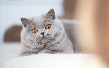 Britisch Kurzhaar Kitten edel und imposant Odd eyed