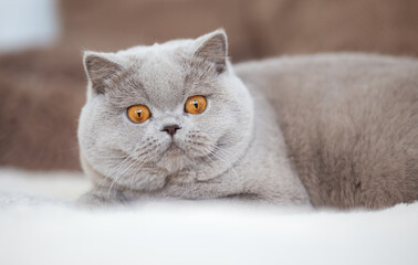 Britisch Kurzhaar Kitten edel und imposant Odd eyed
