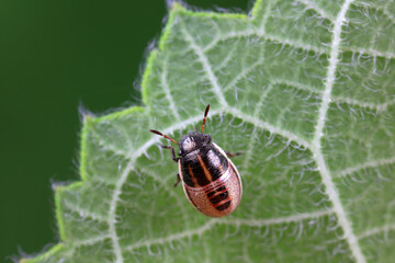 Hemiptera bugs in the wild, North China