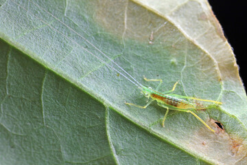 Katydid nymphs in the wild, North China
