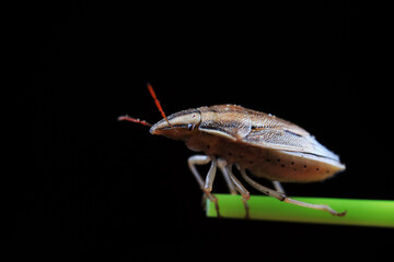 Hemiptera bugs in the wild, North China